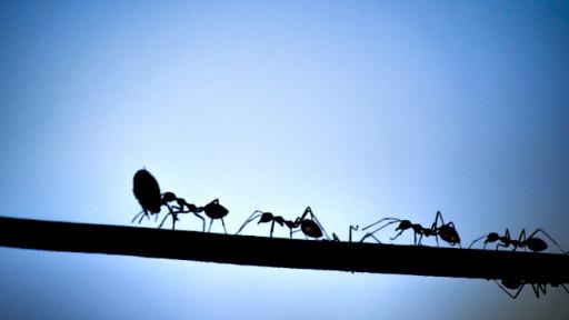  Мравки канибали избягаха от нуклеарен бункер в Полша 