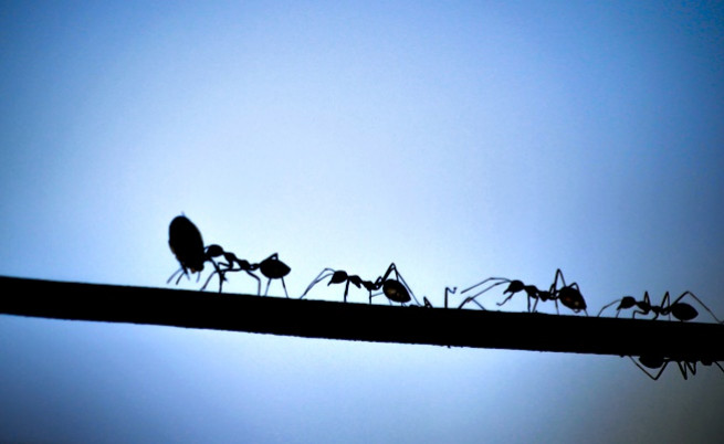  Учени за пръв път следиха мравки Т. рекс, открити преди 20 година 