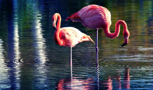 Учени откриха защо фламингото стои на един крак