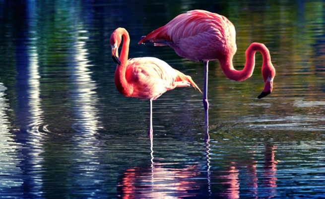 Учени разкриха тайната зад символичната стойка на фламингите