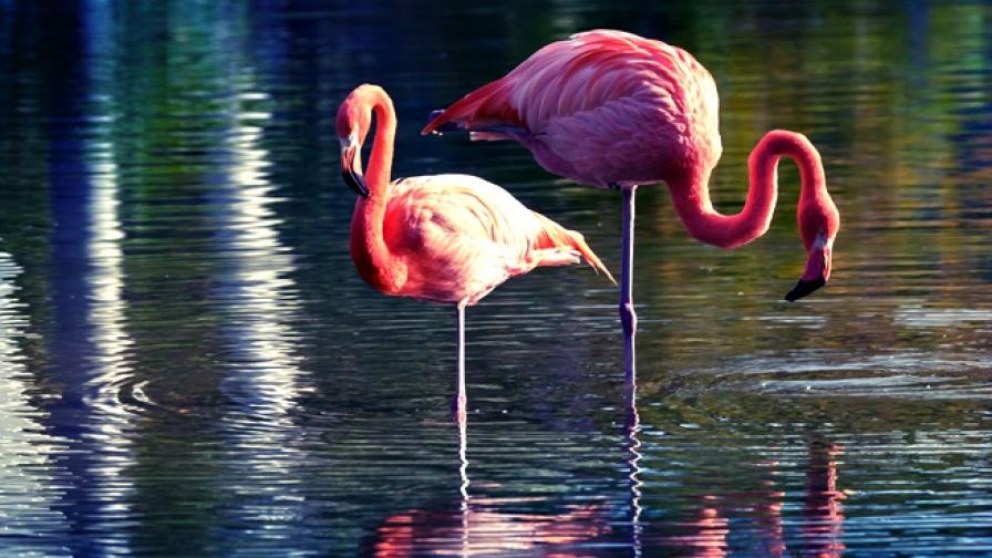 Учени откриха защо фламингото стои на един крак