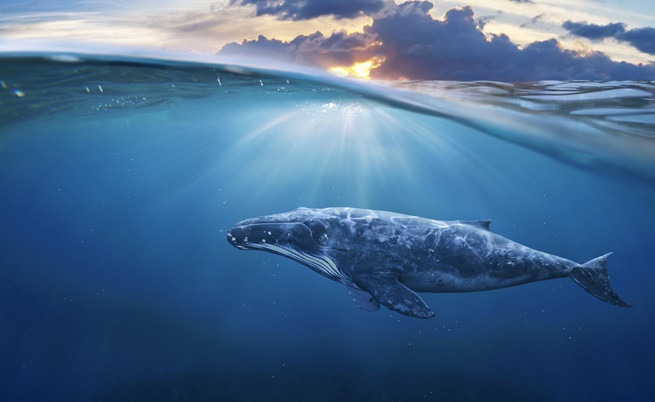  Учени откриха по кое време и за какво китовете са станали колоси 