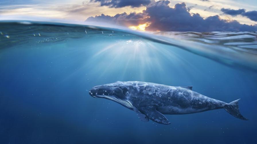 Учени откриха кога и защо китовете са станали гиганти