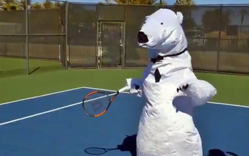 Полярна мечка играе тенис?!