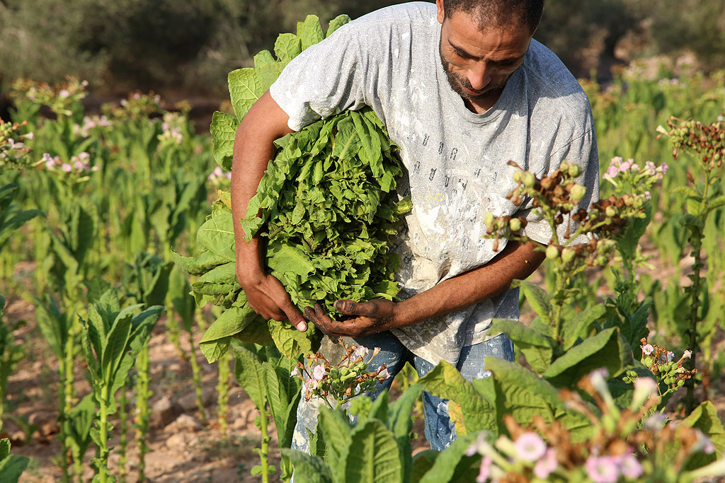 Тютюневото земеделие в Ябад обхваща целия процес - от засаждането, отглеждането, беритбата и валцуването на тютюневите листа, както и пълненето на цигари.