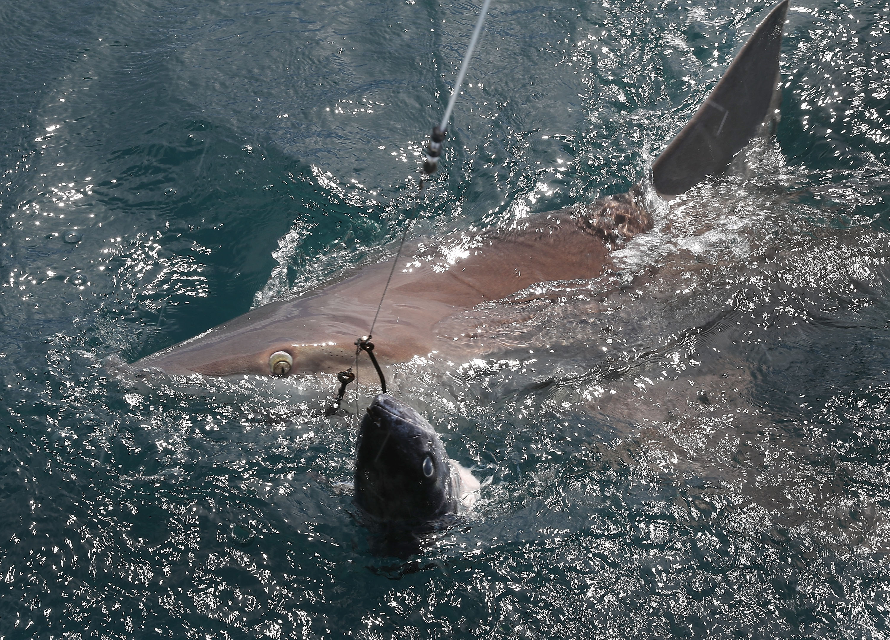 През август 2016 г. изследователи изчислиха, че женска акула, уловена край Гренландия, която живяла в плен в продължение на 5 години, е умряла на 392 години. Това я прави най-възрастното известно гръбначно животно.