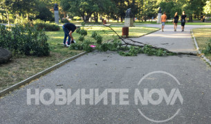 Падналият клон