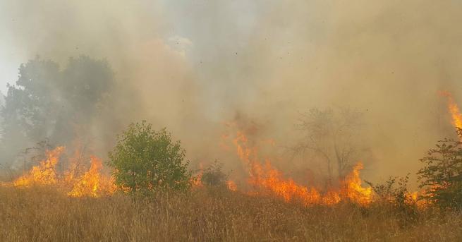 Огън в крайпътна нива доведе до спиране на движението по