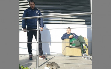 Малко коте ще носи успех на националите срещу Франция