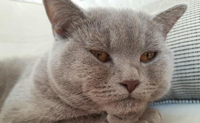  Котаракът Румен следи всичко към себе си с мъждив взор 