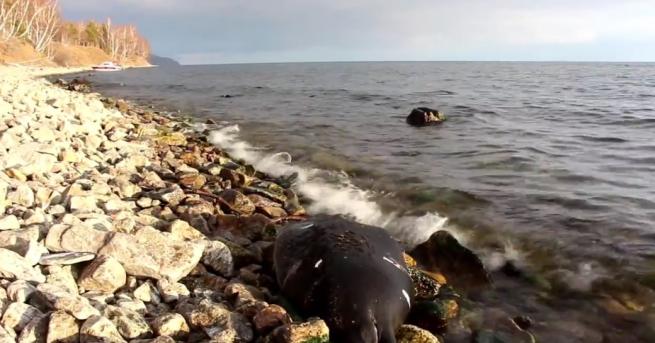 Масовата смърт на над 130 тюлена беше регистрирана в езерото