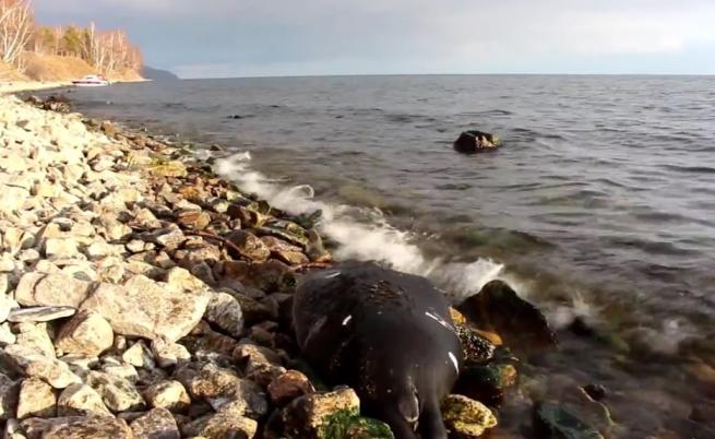 Мистерия с масова смърт на тюлени в Байкал