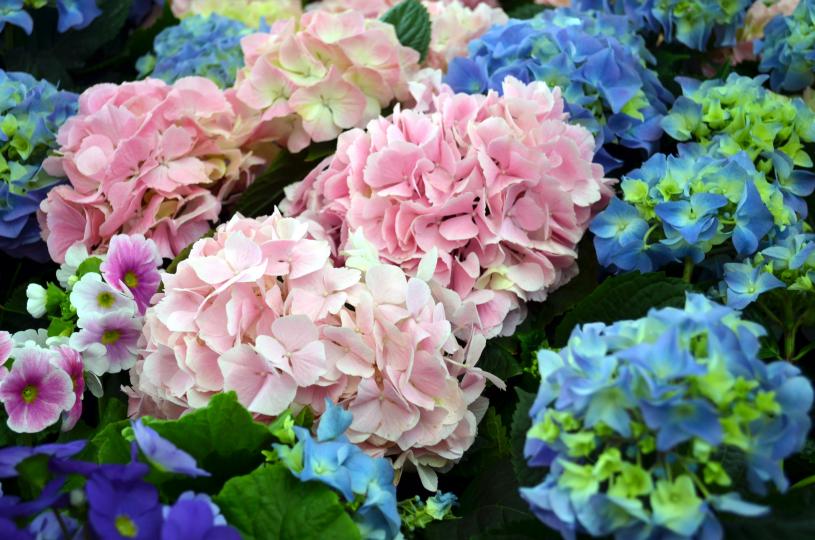 <p>Хортензия&nbsp;(Hydrangea macrophylla)&nbsp;- Листата и пъпките на хортензията са отровни. При отравяне симптомите са повръщане, коремни болки, диария, затруднено дишане, летаргия и кома. По-чувствителните хора могат да развият контактен дерматит, когато пипат растението или правят букети от него. Цветовете на хортензията са сини,&nbsp; червени, розови или лилави в зависимост от рН на почвата. При кисели почви (ниско рН) растението цъфти със сини цветове, при неутрални почви цветовете са бледо кремави, а при алкални почви (високо рН) цветовете са в розови или лилави.</p>