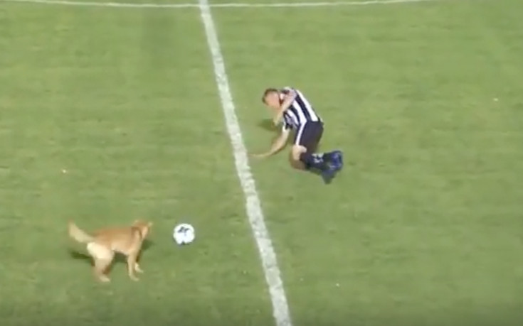 Технично куче фаулира играч и му сви топката на мач в Аржентина