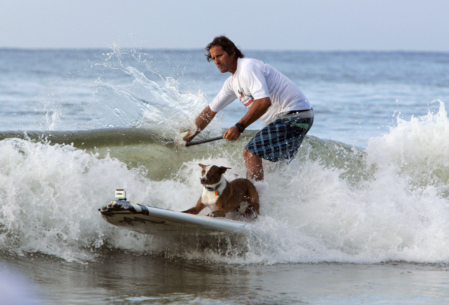 Сърфиране с куче1