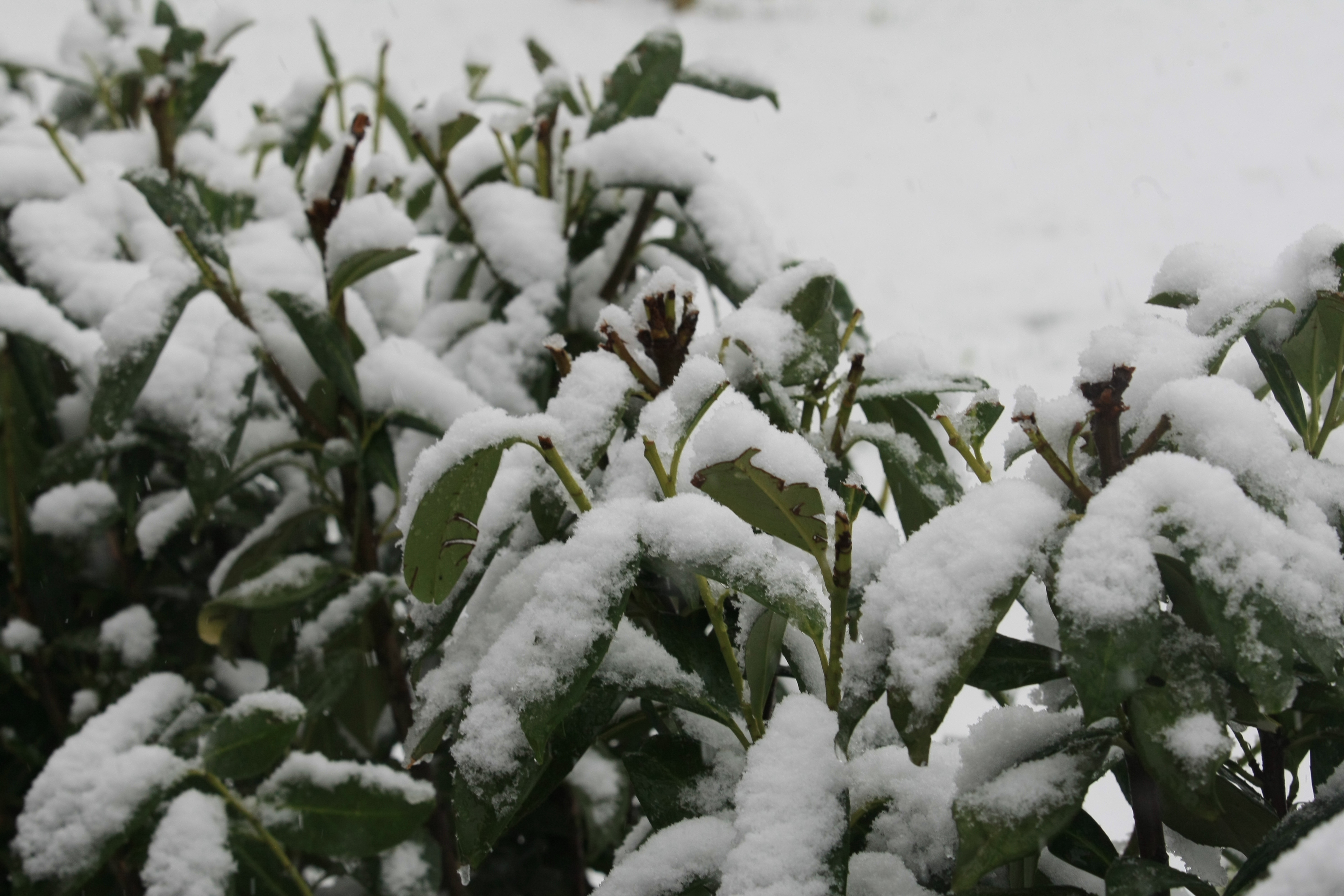 На много места в страната вали сняг, очаква се там, където все още не вали, да се случи. В София и Драгоман вече има натрупана снежна покривка - в столицата тя е 5 см.