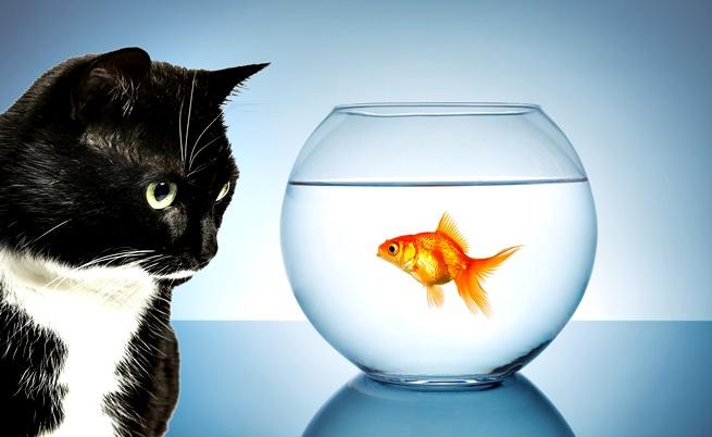  Имат ли усеща рибите? 