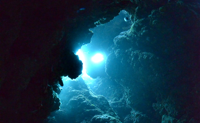  Колко незнайни на хората същества населяват океаните 