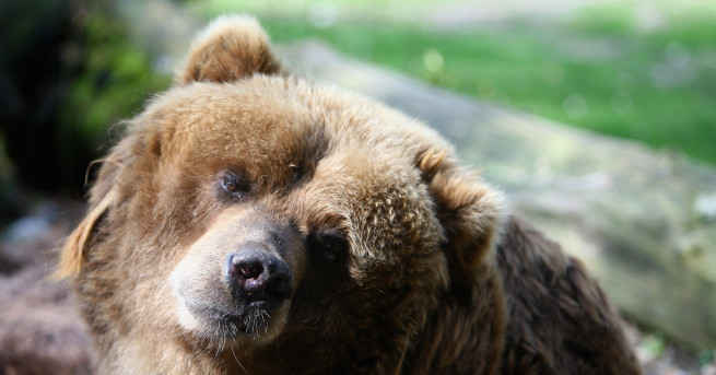 150-килограмова мечка обикаляла в родопското село Стойките през нощта срещу