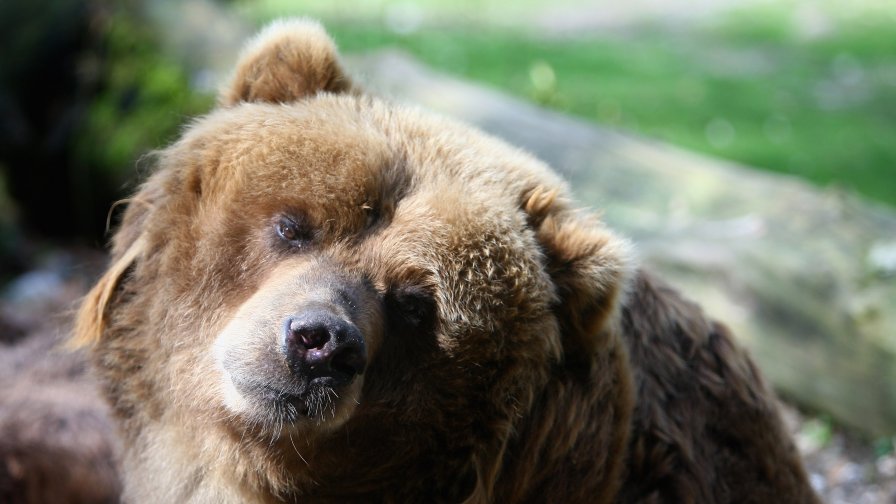 150-килограмова мечка щурмува родопско село