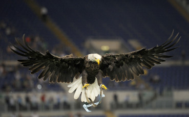 Колко плаща за талисмана си орловият побратим на Лудогорец?