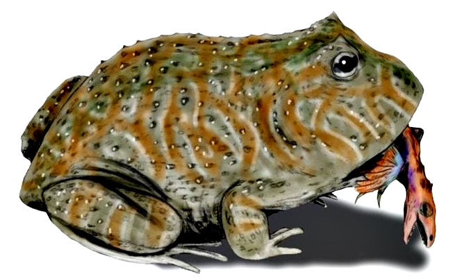 Древната дяволска жаба, която се хранела с динозаври