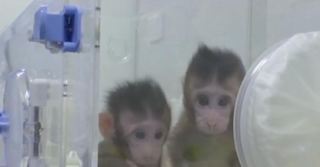 Китайски учени клонираха маймуни използвайки същата технология с която преди