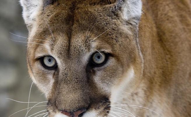 655-402-puma-izcheznal-vid.jpg
