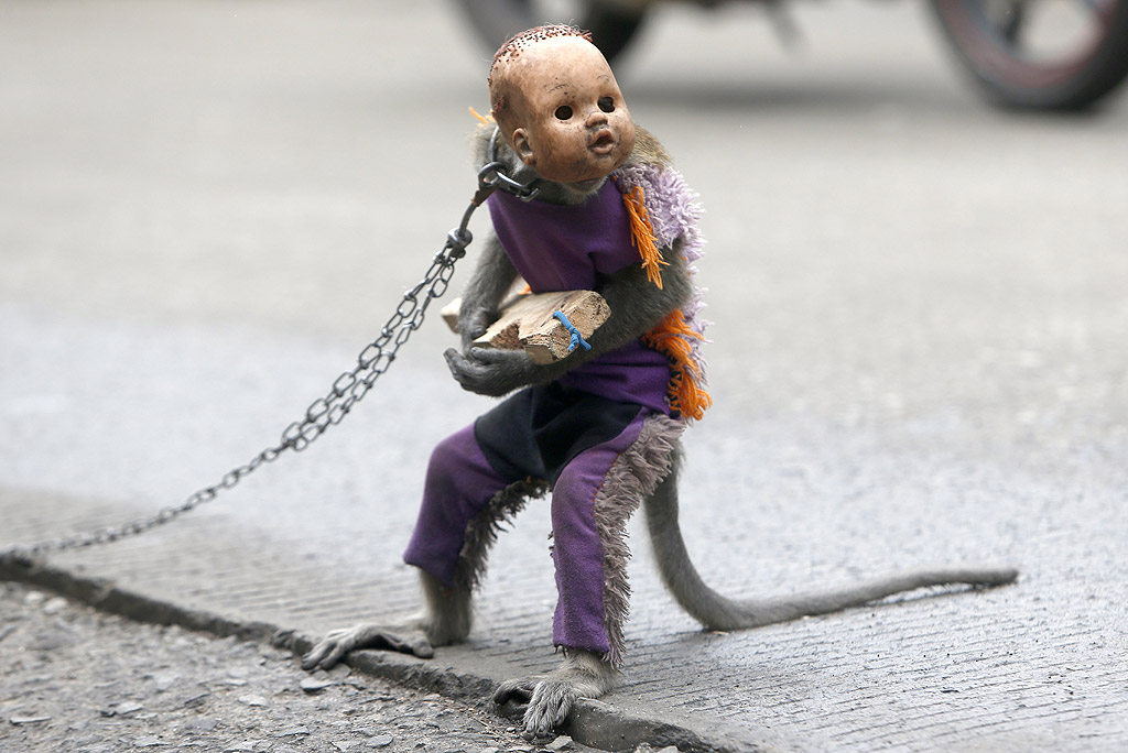 Уличните представления на маймуни е популярна форма на евтини развлечения в Индонезия, особено на остров Ява. По време на представлението на улица "Топънг" дресьорът издава команди, като дърпа верига завързана около шията на маймуната, През 2013 г. индонезийското правителство забрани тези представления в Джакарта, но забраната не успя да спре практиката в други части на страната.