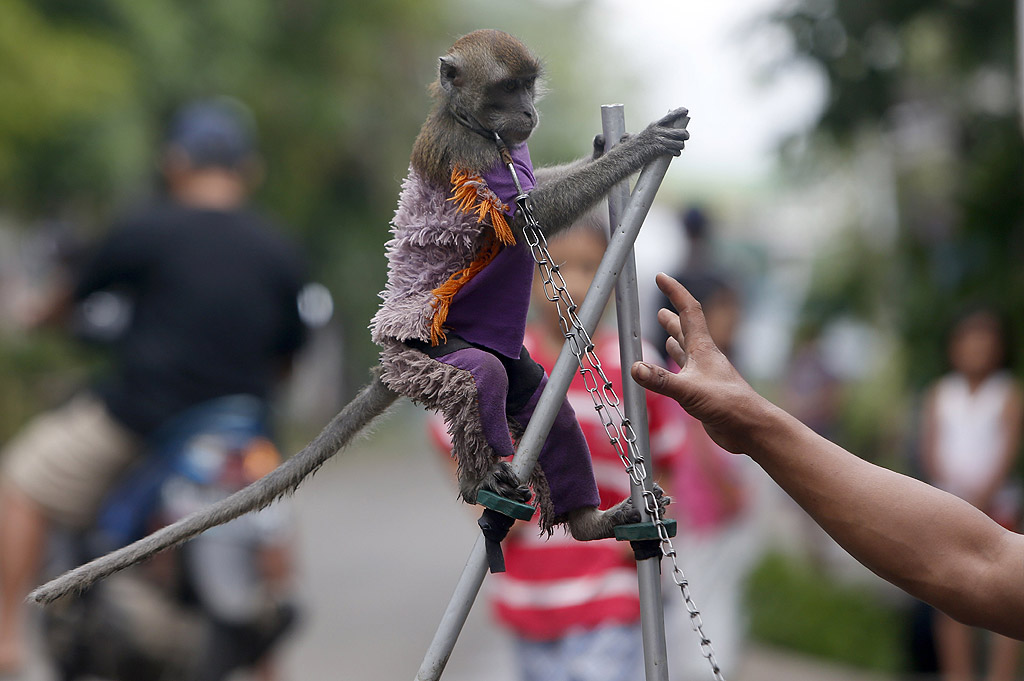 Уличните представления на маймуни е популярна форма на евтини развлечения в Индонезия, особено на остров Ява. По време на представлението на улица "Топънг" дресьорът издава команди, като дърпа верига завързана около шията на маймуната, През 2013 г. индонезийското правителство забрани тези представления в Джакарта, но забраната не успя да спре практиката в други части на страната.