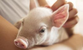  <p>Умъртвяват всички домашни свине в област Русе</p> 