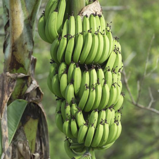 <p><strong>Равнищата на стрес спадат</strong></p>

<p>Бананите подобряват настроението. Те съдържат триптофан, която се изисква от организма за производството на серотонин (т. нар. &bdquo;хормон на щастието&ldquo;).</p>

<p>Един банан съдържа около 27 мг магнезий. Този минерал отговаря за доброто настроение и здравословния сън.</p>