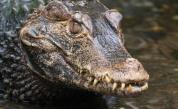  Полицията в Испания на крайник, търси нилски крокодил 