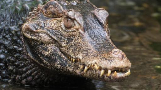  Полицията в Испания на крайник, търси нилски крокодил 