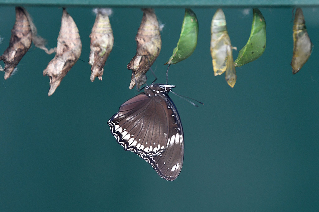 Изложба на пеперуди в Природонаучния музей в Лондон, Великобритания. Изложбата ще продължи до 16 септември 2018 г.