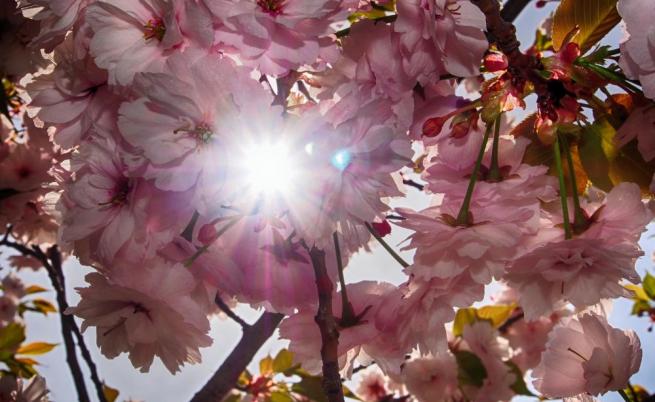  Японска вишна във Варна 