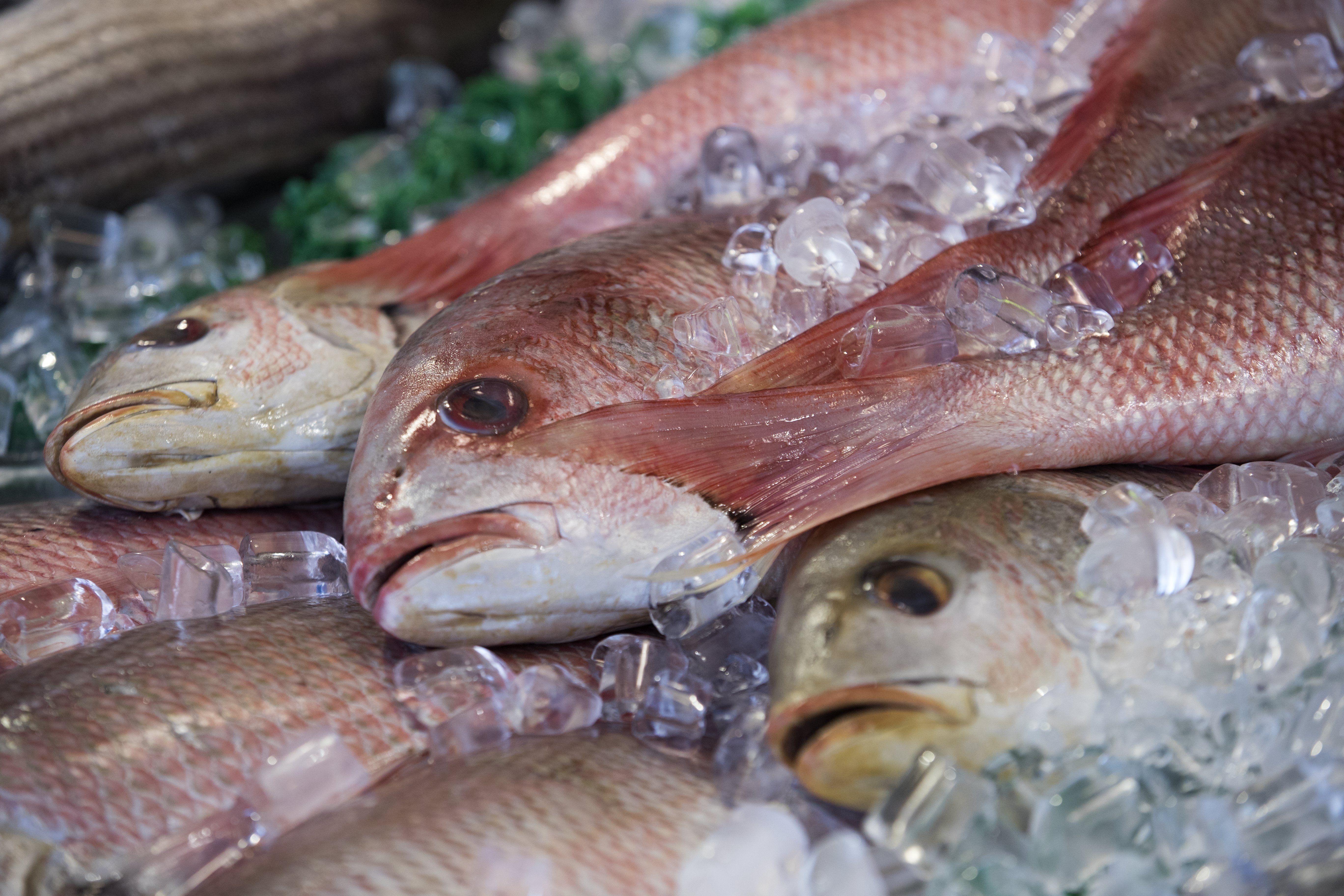 Ципура. Енергия от 100 грама – около 100 калории. Месото на тази средиземноморска риба е богато на желязо, селен и витамини. Подходяща е за хора, спазващи диета и за малки деца, нуждаещи се от качествени протеини. Добър източник е на омега-3 мастни киселини. Коефициент на хранителна стойност – 69.