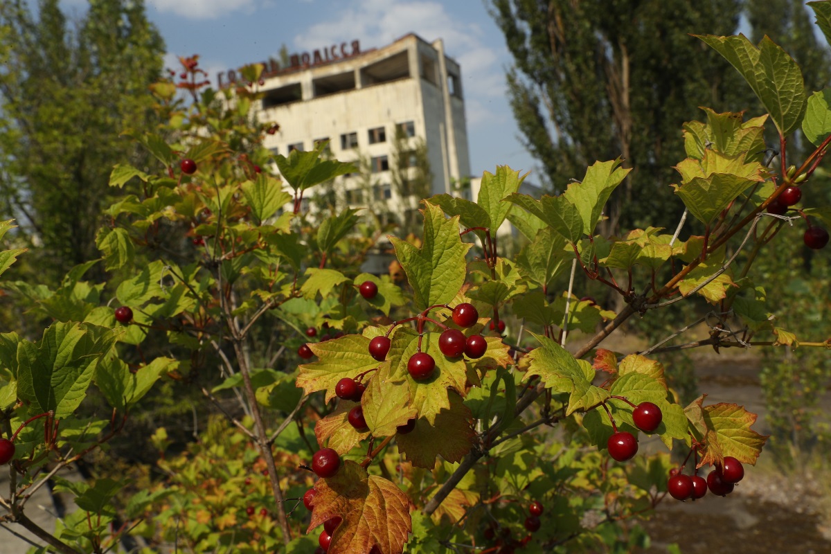 Дивата природа се завръща в района на Чернобил