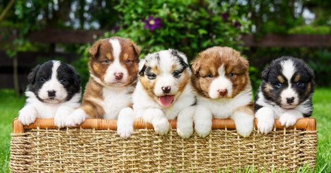 Искате когато се прибирате вечер някой да ви обича безрезервно