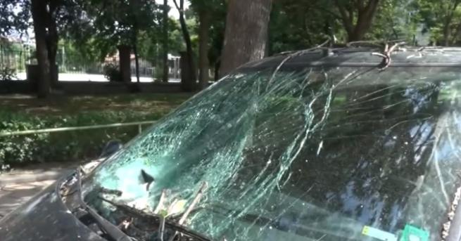 Огромно дърво падна в центъра на Пловдив Инцидентът е станал