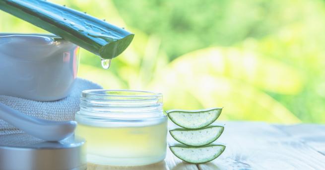 Алое вера е лечебно растение с много ползи за здравето и