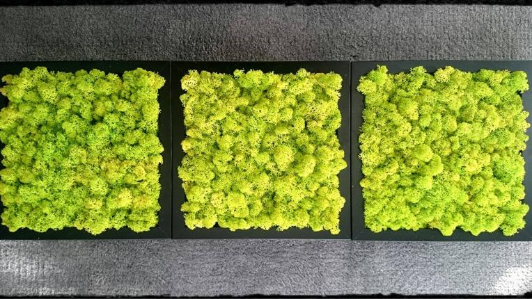  Пухкави картини с жив еленски мъх – с цел да впечатлите всички вечно 