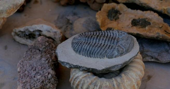 Едно от най-големите находища на фосили в света се намира
