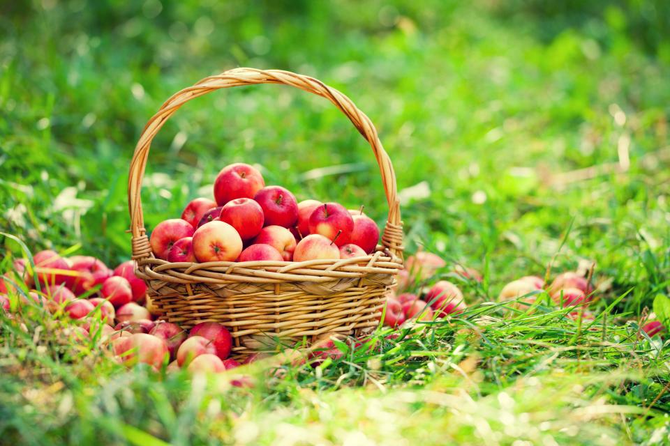  ябълки кошница трева 
