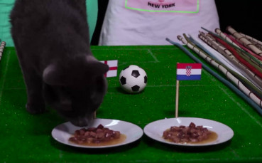 Котешки нюх за това кой ще придружи Франция на финала