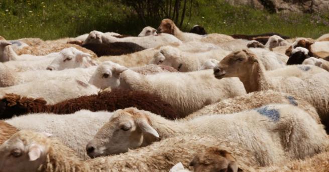 Евтаназията на животни заради откритата зараза от чума в ямболското село