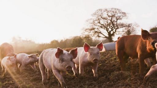  <p>Няма нови огнища на чума по свинете, 28 млн. лева.&nbsp;за обезщетения</p> 