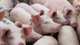  Бедствено състояние в Добричко поради чумата по свинете 