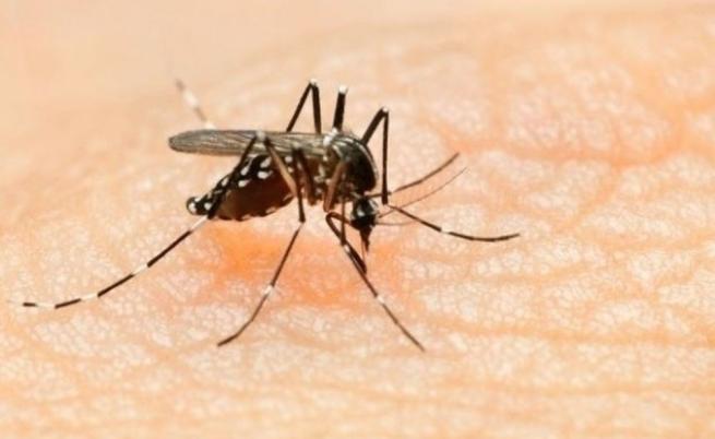 Волбахия: Чудодейната бактерия, която може да спре разпространението на треската денга