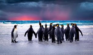 <p>В миналото е имало <strong>пингвини с размерите на човек</strong></p>